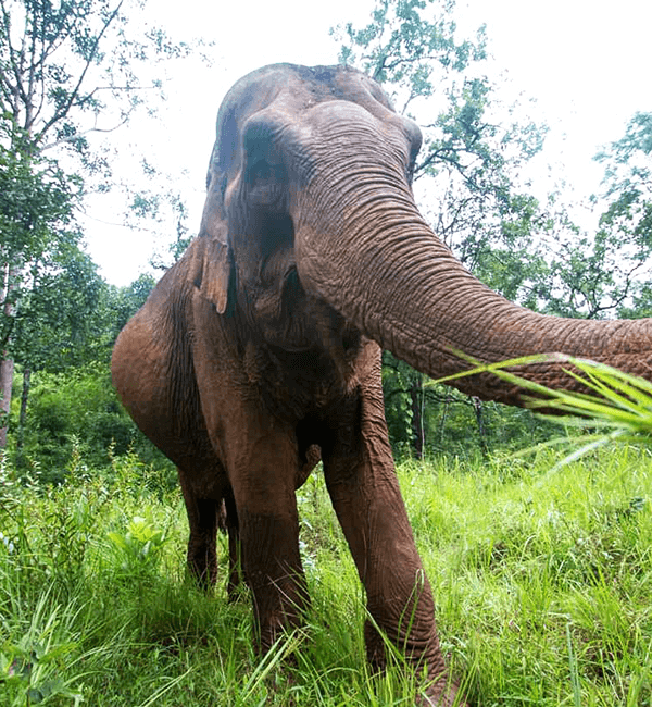 Elephant Wildlife Sanctuary Tour