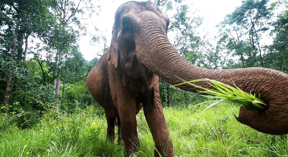 Elephant Wildlife Sanctuary Tour