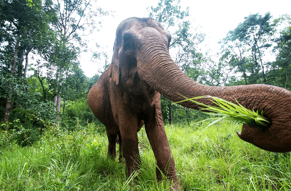 Elephant Wildlife Sanctuary Tour