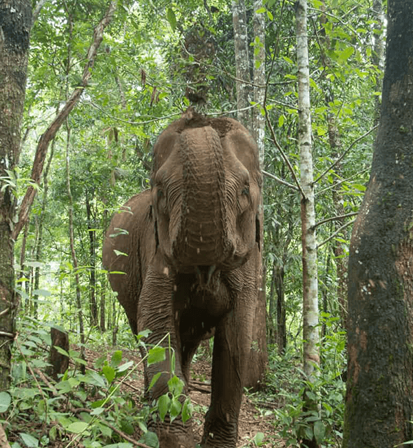 Elephant Wildlife Sanctuary in Modulkiri