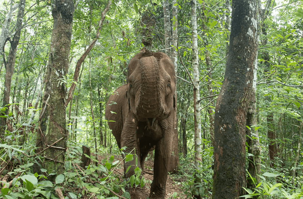 Elephant Wildlife Sanctuary in Modulkiri