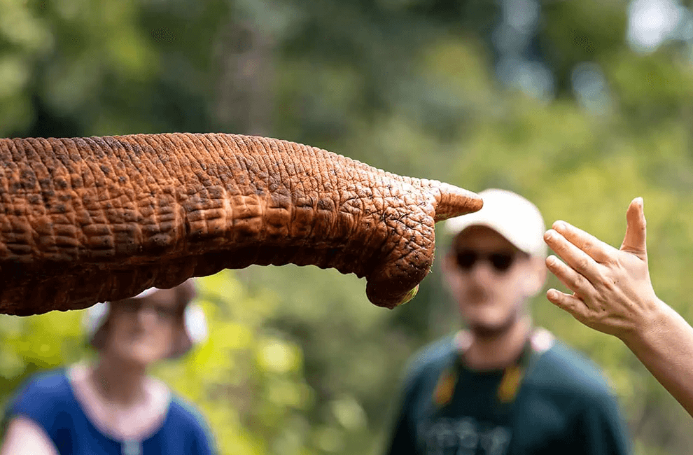 Elephant Wildlife Sanctuary