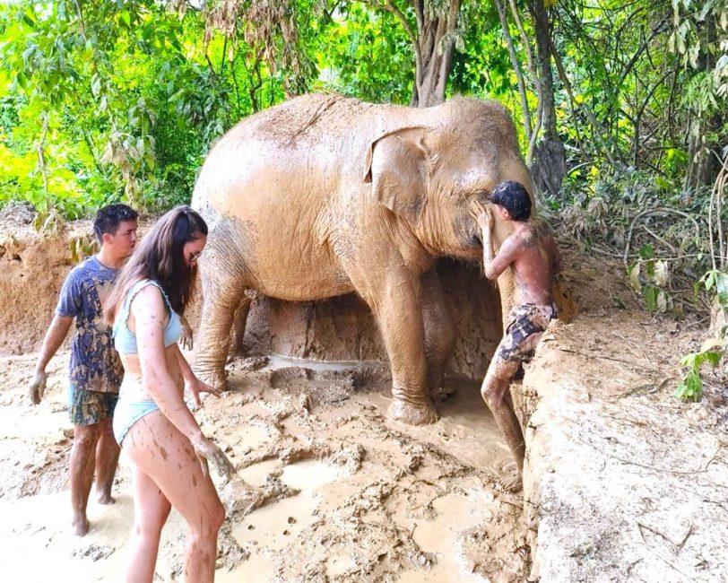 Cambodia Elephant Sanctuary in Banteay Srei, Siem Reap