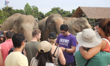 Angkor Wat Temple and Elephant Sanctuary Tour
