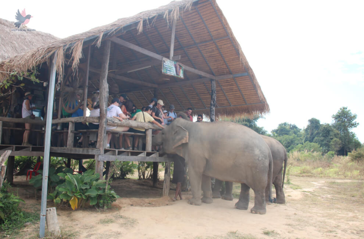 Elephant Feeding Activity
