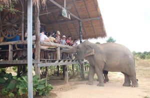 Cambodia Elephant Sanctuary Immersive Experience tour in Cambodia, Siem Reap