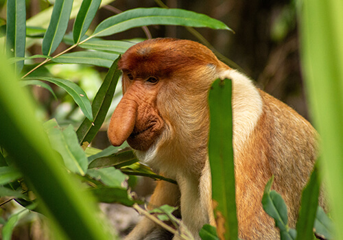 Borneo Wildlife Safari