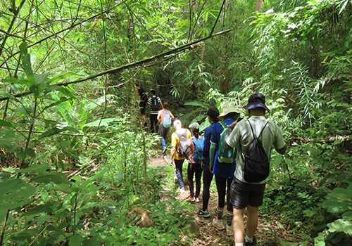 Jungle Trekking