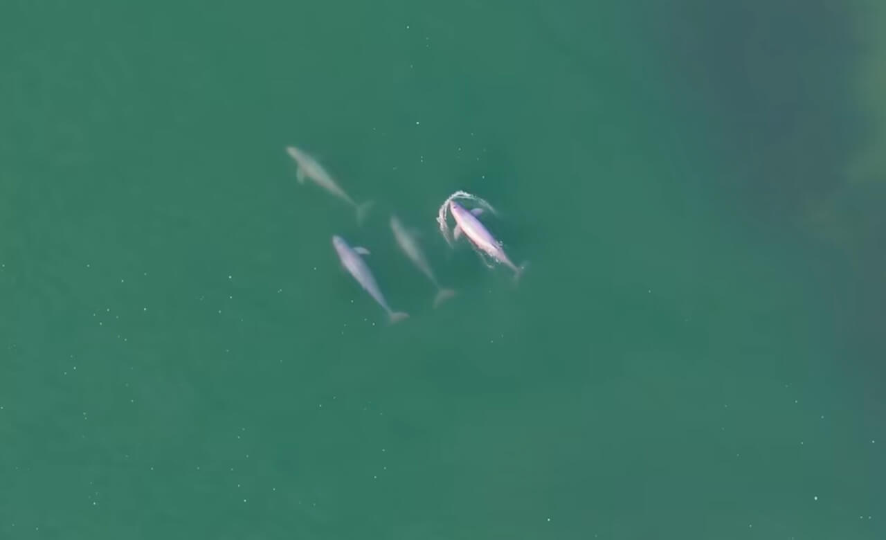 Watch Irrawaddy Dolphins